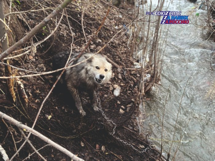 30 апреля 2024 в Куйбышевском районе Поисково-спасательной группой №1 была деблокирована собака, застрявшая в металлической сетке, и  выпущена на волю